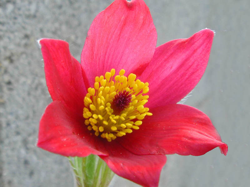 Pulsatilla vulgaris 'Röde klokke' photo
